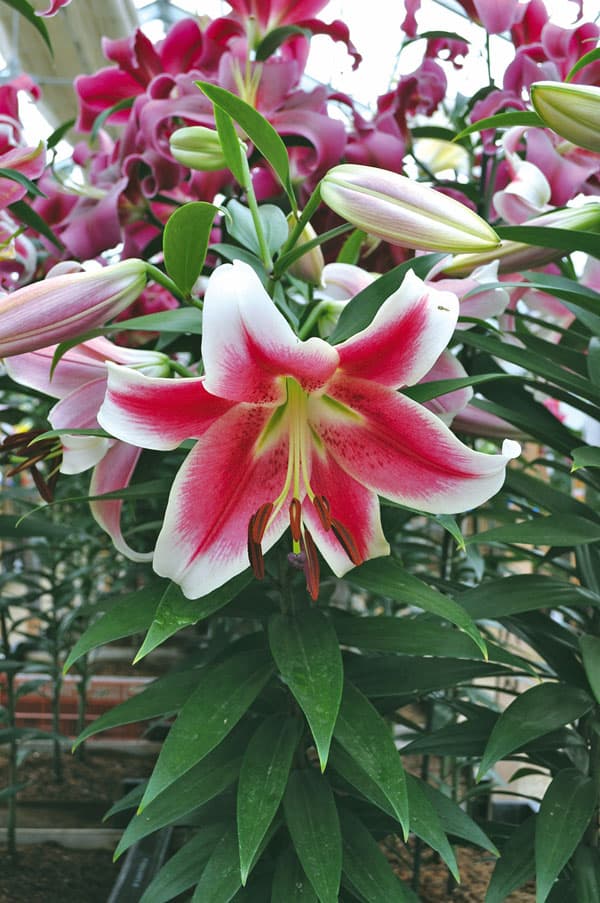 オリエンタルリリー:キャンディークラブ1球