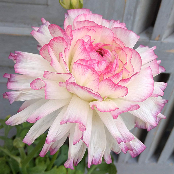 ラナンキュラス❇️湘南の虹❣️ 生花】ラナンキュラス 湘南の虹(白ふちピンク)30cm 桂農園など高冷産地