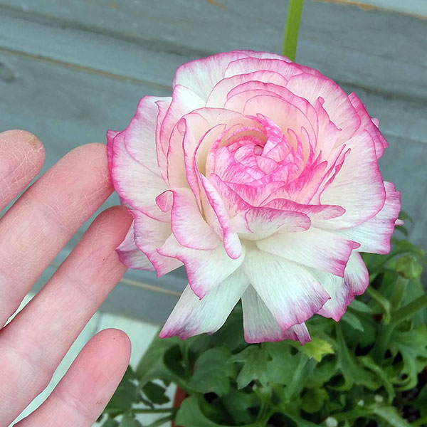 園芸ネット本店｜ラナンキュラス：アヤリッチ サロニカの虹6号鉢植え