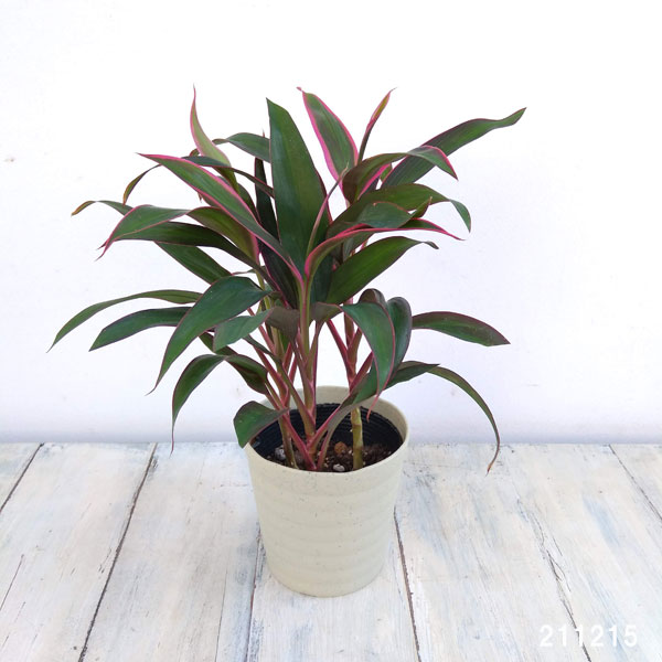 コルジリネ(コルディリネ):レッドエッジ 4号鉢入り