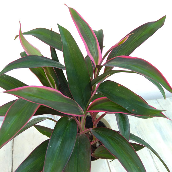 コルジリネ(コルディリネ):レッドエッジ 4号鉢入り