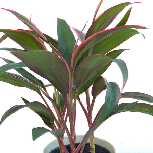 コルジリネ(コルディリネ):レッドエッジ 4号鉢入り