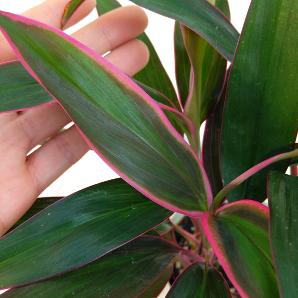 コルジリネ(コルディリネ):レッドエッジ 4号鉢入り