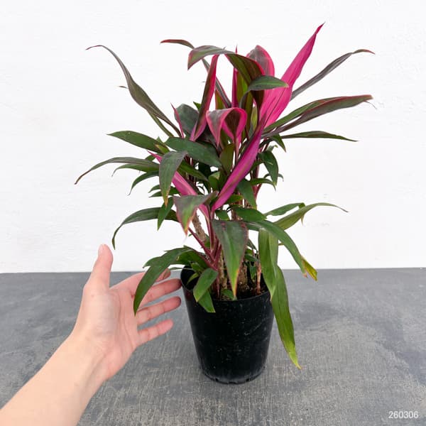 コルジリネ(コルディリネ):レッドエッジ 4号鉢入り