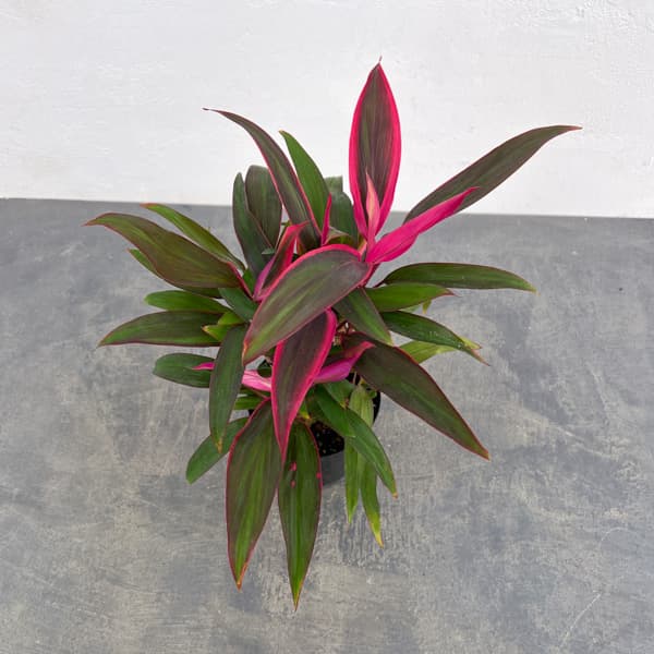 コルジリネ(コルディリネ):レッドエッジ 4号鉢入り