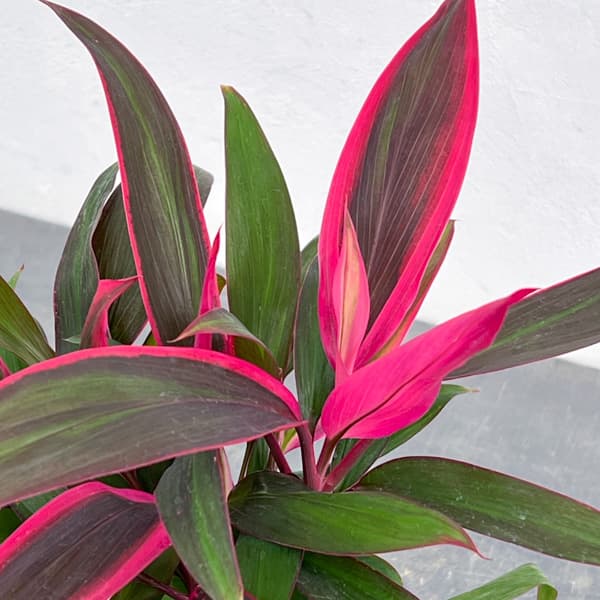 コルジリネ(コルディリネ):レッドエッジ 4号鉢入り