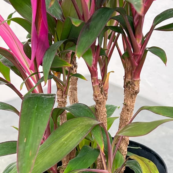 コルジリネ(コルディリネ):レッドエッジ 4号鉢入り