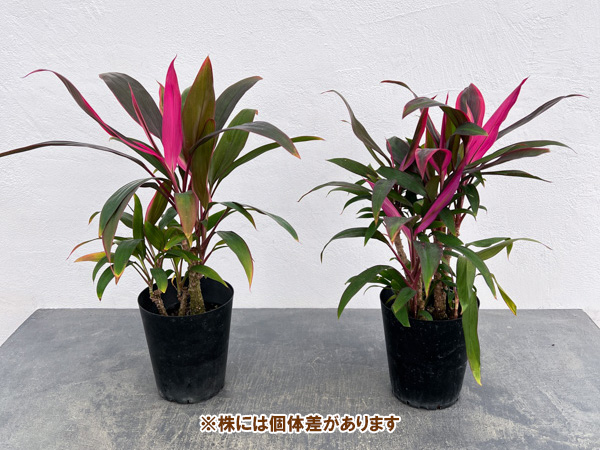 コルジリネ(コルディリネ):レッドエッジ 4号鉢入り
