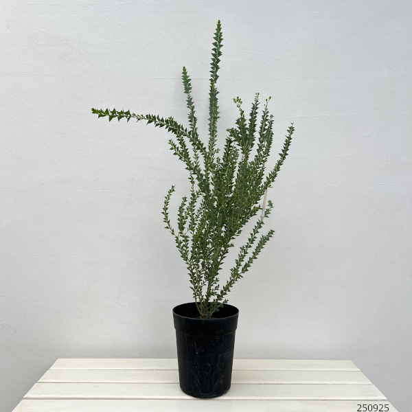 アカシア:三角葉(サンカクバ)アカシア6号鉢植え