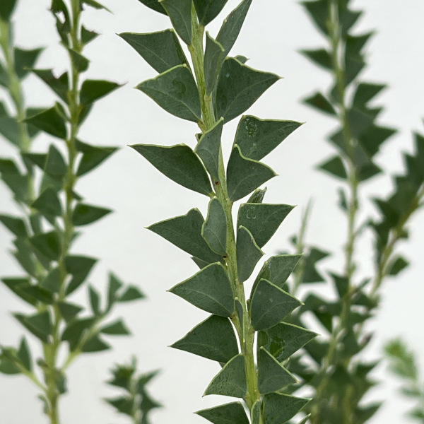 アカシア:三角葉(サンカクバ)アカシア6号鉢植え