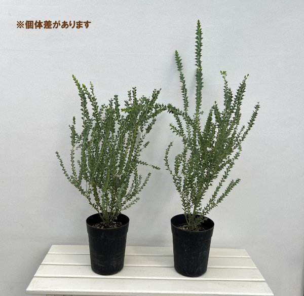 アカシア:三角葉(サンカクバ)アカシア6号鉢植え