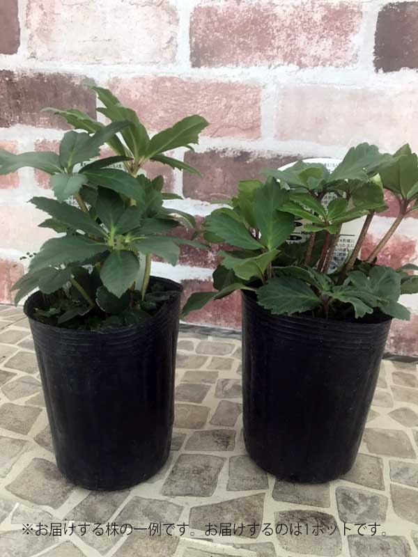 松村ナーセリーさんのクリスマスローズ（原種系）：ニゲル3.5号ロングポット 3株セット