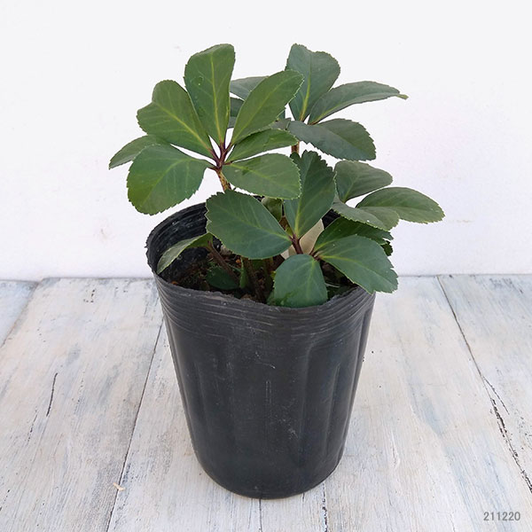 松村ナーセリーさんのクリスマスローズ（原種系）：ニゲル3.5号ロングポット 3株セット