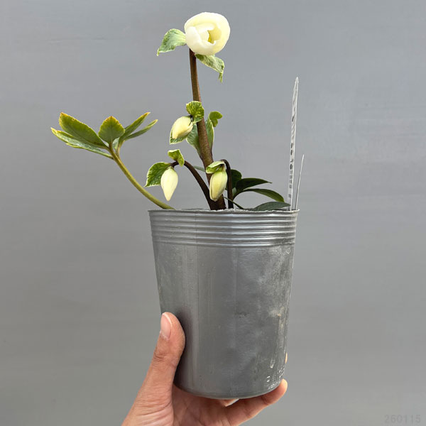 松村ナーセリーさんのクリスマスローズ(原種系):ニゲル3.5号ロングポット(開花~咲き進み株)