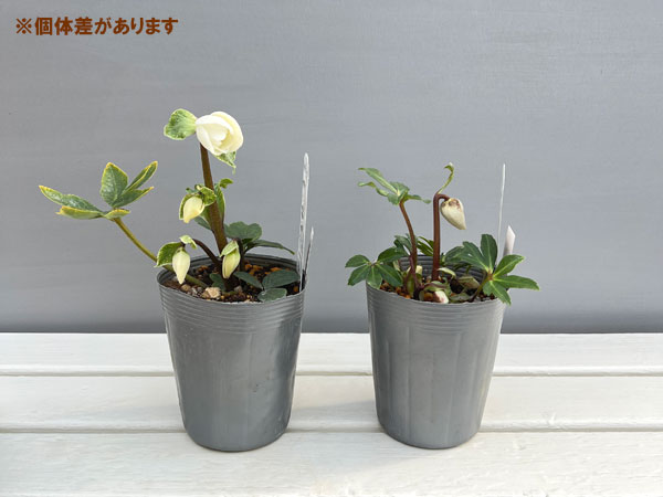 松村ナーセリーさんのクリスマスローズ(原種系):ニゲル3.5号ロングポット(開花~咲き進み株)