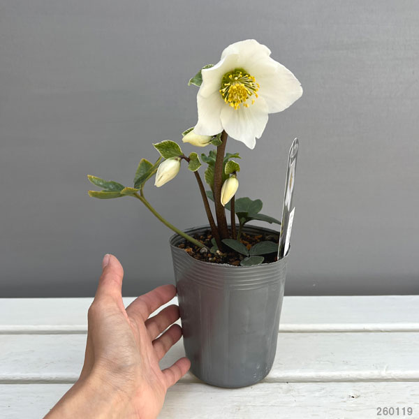 松村ナーセリーさんのクリスマスローズ(原種系):ニゲル3.5号ロングポット(開花~咲き進み株)