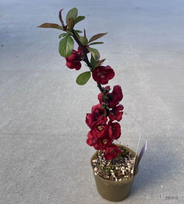 ボケ（木瓜）：大黒天（ダイコクテン）3号ポット