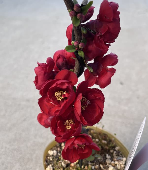 ボケ（木瓜）：大黒天（ダイコクテン）3号ポット