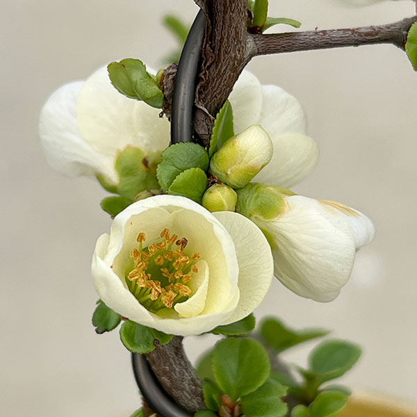 ボケ(木瓜):長寿宝(チョウジュホウ)3号ポット