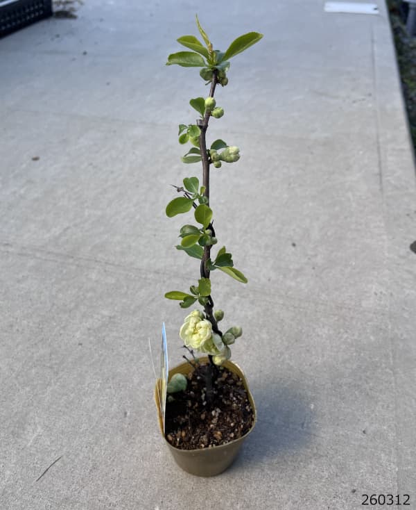 ボケ(木瓜):金鶏殿(キンシデン)3号ポット