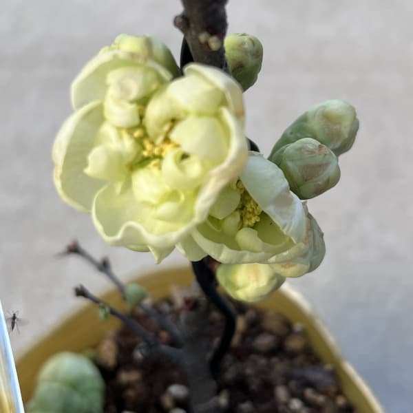 ボケ(木瓜):金鶏殿(キンシデン)3号ポット