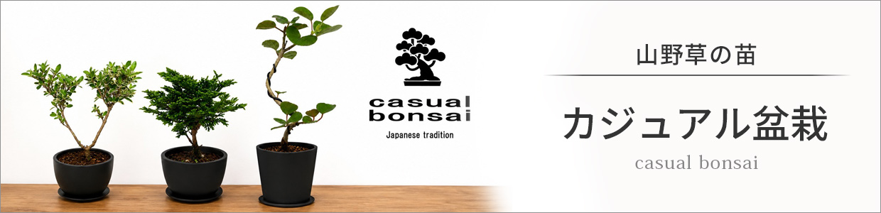 カジュアル盆栽