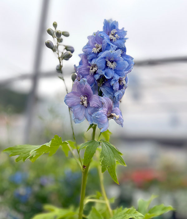 デルフィニウム：マジックフォンテンスカイブルー3号ポット2株セット