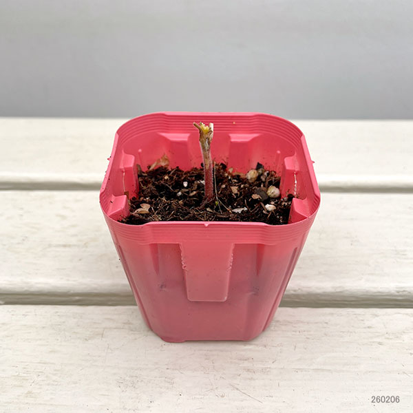 デルフィニウム：マジックフォンテンライラックピンク3号ポット[4～6月頃開花　高性種　宿根草]