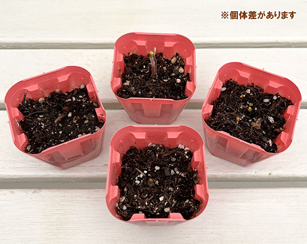 デルフィニウム：マジックフォンテンライラックピンク3号ポット[4～6月頃開花　高性種　宿根草]