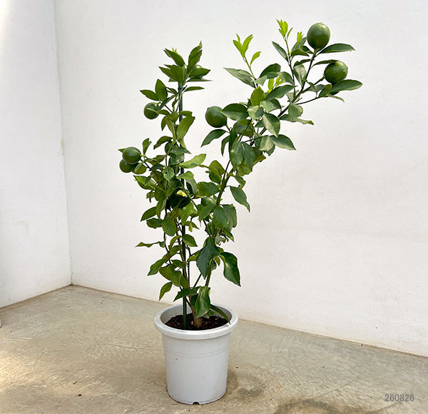 レモン：マイヤーレモン8号鉢植え[実付き]