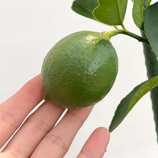 レモン：マイヤーレモン8号鉢植え[実付き]