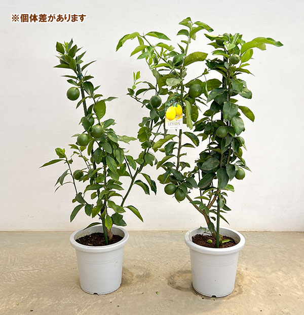 レモン：マイヤーレモン8号鉢植え[実付き]