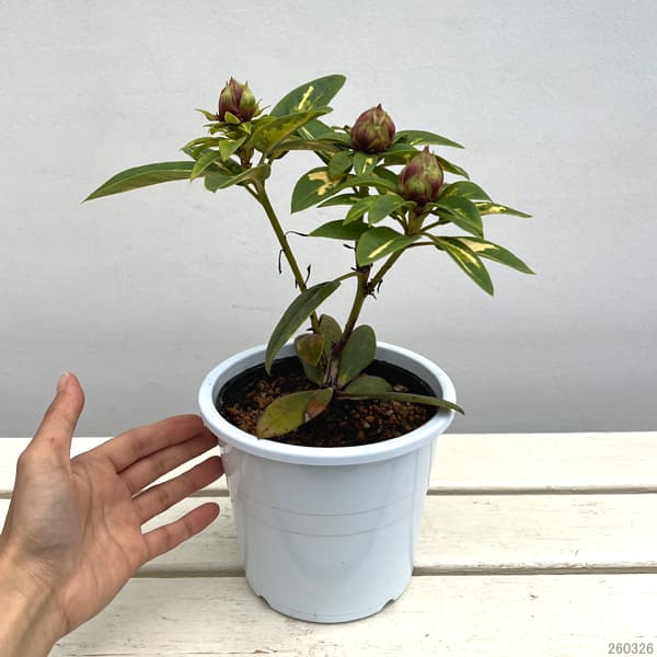 シャクナゲ：シルビアゴールドリーフ5号鉢植え