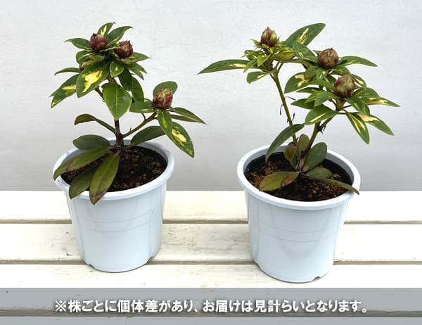 シャクナゲ：シルビアゴールドリーフ5号鉢植え