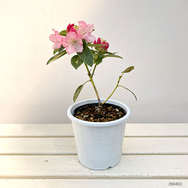 園芸ネット本店｜シャクナゲ：シルビアゴールドリーフ5号鉢植え の通販