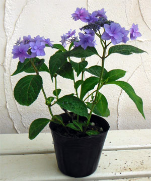 ヤマアジサイ:ミカタヤエ(美方八重)3~3.5号ポット