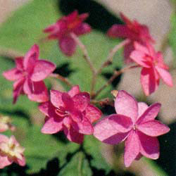 ヤマアジサイ:ミカタヤエ(美方八重)3~3.5号ポット