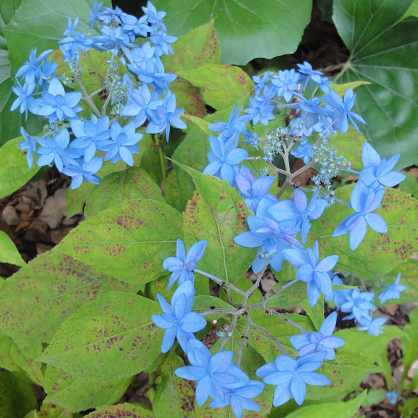 ヤマアジサイ:ミカタヤエ(美方八重)3~3.5号ポット