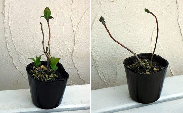 ヤマアジサイ:ミカタヤエ(美方八重)3~3.5号ポット