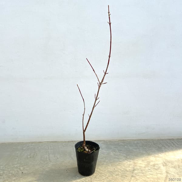 西洋サンシュユ（コーネリアンチェリー）：エレガント4号ポット[早春の花木特集]