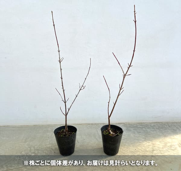 西洋サンシュユ（コーネリアンチェリー）：エレガント4号ポット[早春の花木特集]