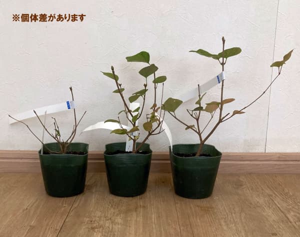 ヒメライラック(わい性ライラック):ジョシー3.5号ポット