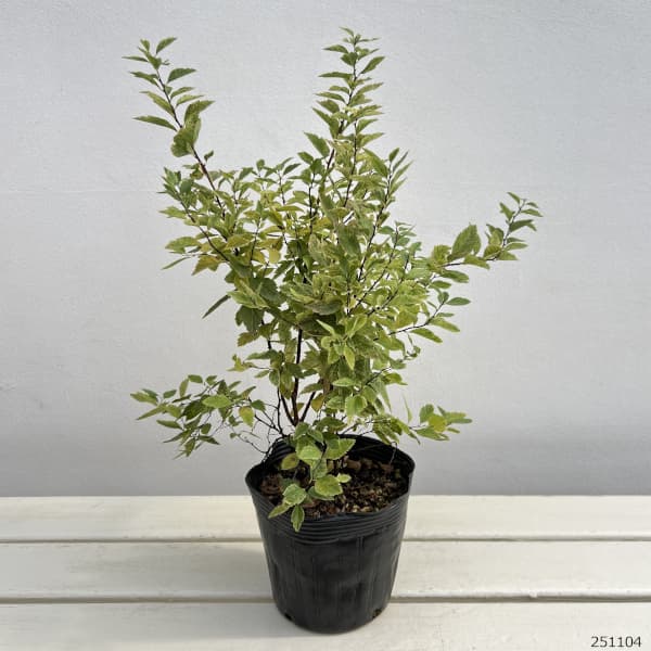 コデマリ:斑入りコデマリピンクアイス4.5号ポット