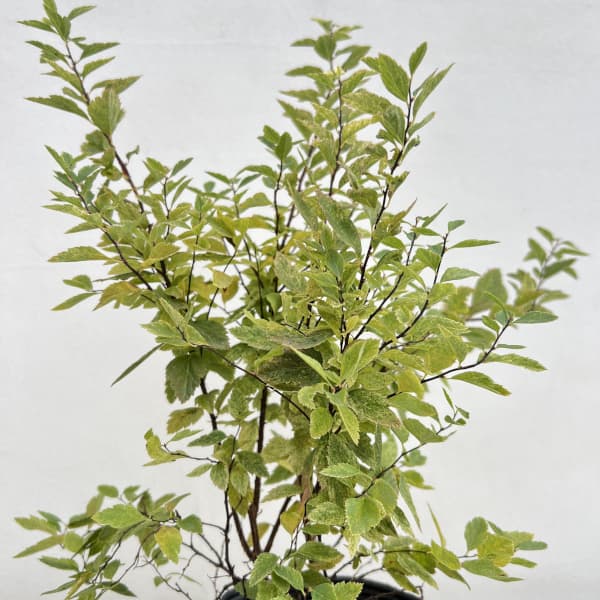 コデマリ:斑入りコデマリピンクアイス4.5号ポット