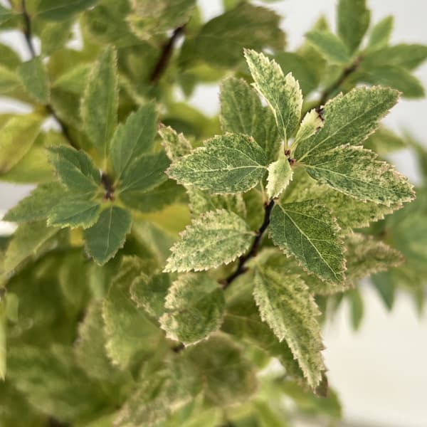 コデマリ:斑入りコデマリピンクアイス4.5号ポット