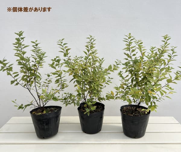 コデマリ:斑入りコデマリピンクアイス4.5号ポット