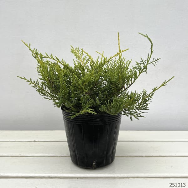 コニファー(盃型）：セイブロックゴールド5号ポット