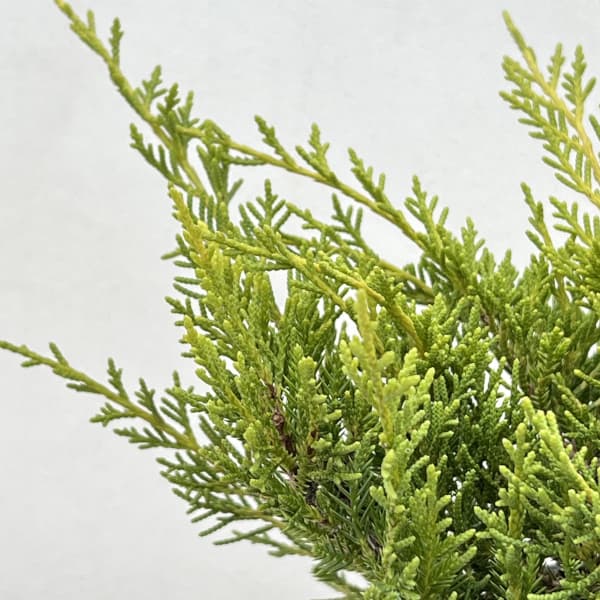 コニファー(盃型）：セイブロックゴールド5号ポット