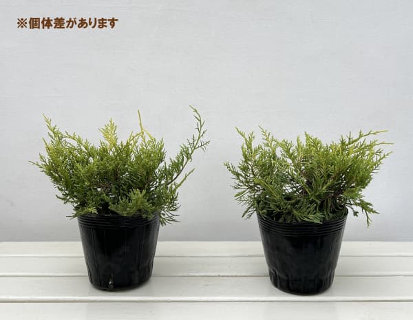 コニファー(盃型）：セイブロックゴールド5号ポット