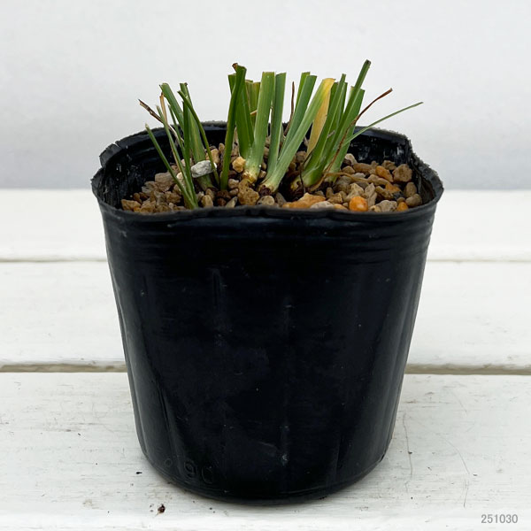 シャガ:ヒメシャガ白花3号ポット2株セット